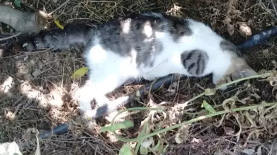 Turgutlu'da Sokak Hayvanları Zehirlenerek Öldürüldü