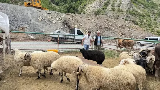 Artvin'de Kurbanlık Satışları Başladı