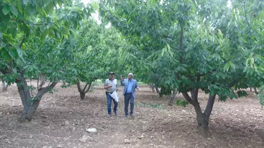 İslahiye'de Kiraz Hasadı Başladı