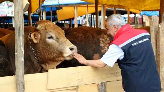 Kurban Bayramı Öncesi Hayvan Satışı Denetimleri