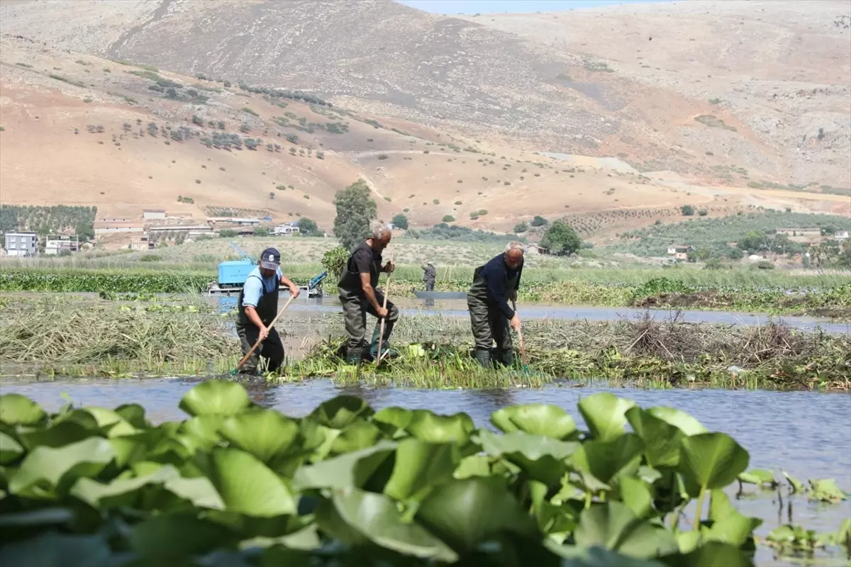 Kırıkhan Gölü'ndeki Su Sümbüllerine Temizlik
