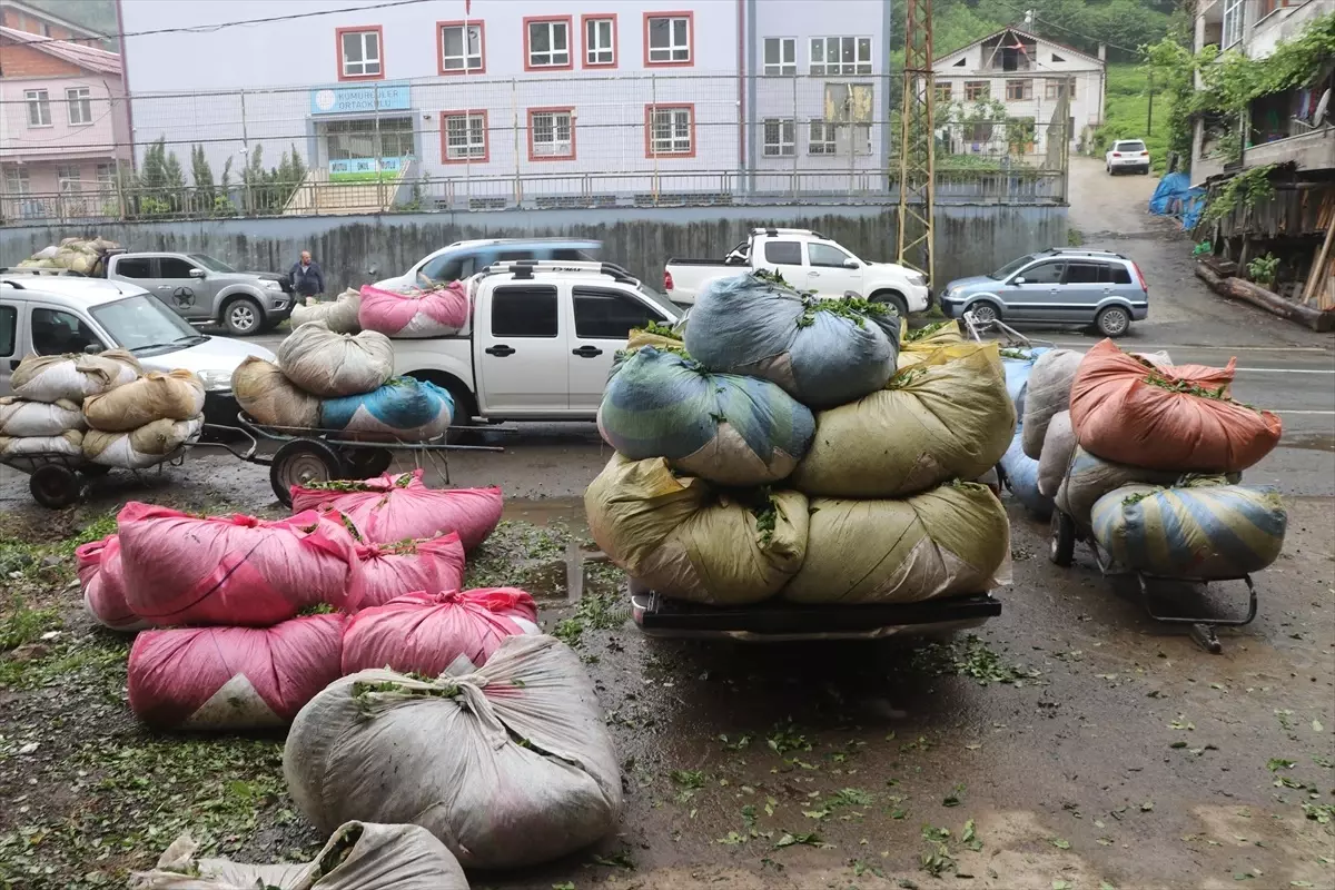 Rize'de Çay Hasadı Hızla Devam Ediyor