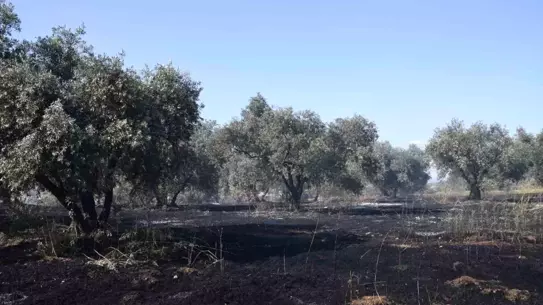Turgutlu'da Tarım Arazisinde Yangın
