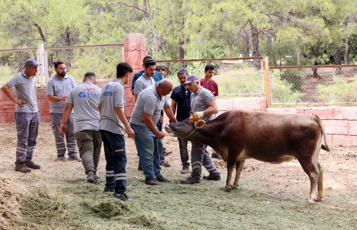Antalya'da Kurban Bayramı'nda Hayvan Yakalama Ekipleri