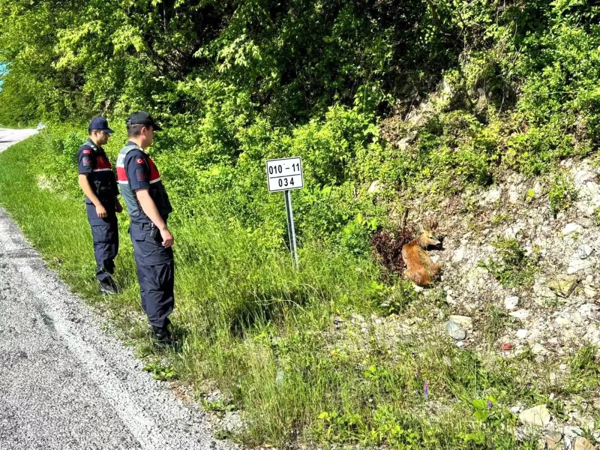 Çatalzeytin'de Yaralı Karacalar Tedavi Altında