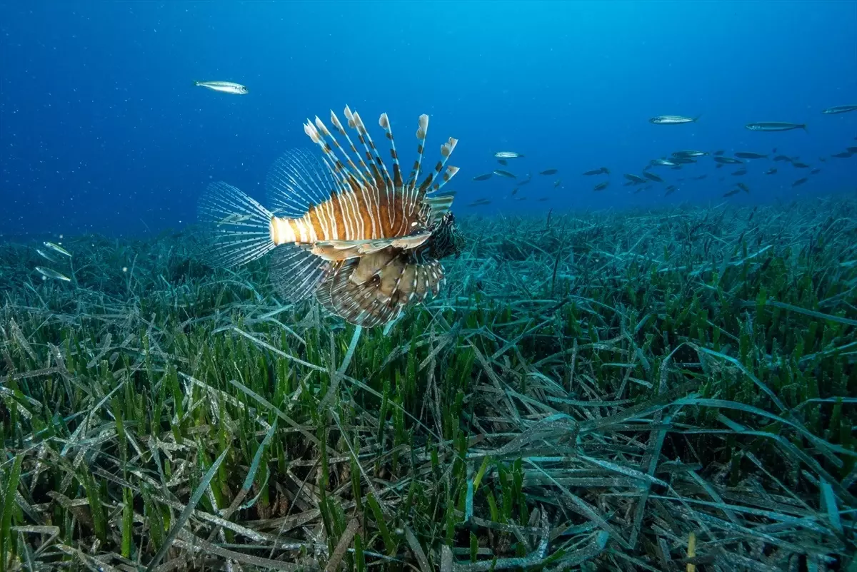 Kaş'ta Dalışta Kızıldeniz Göçmeni Türler Görüntülendi
