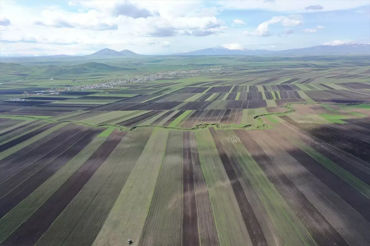 Kars'ta Ayçiçeği Alanı Yüzde 50 Arttı
