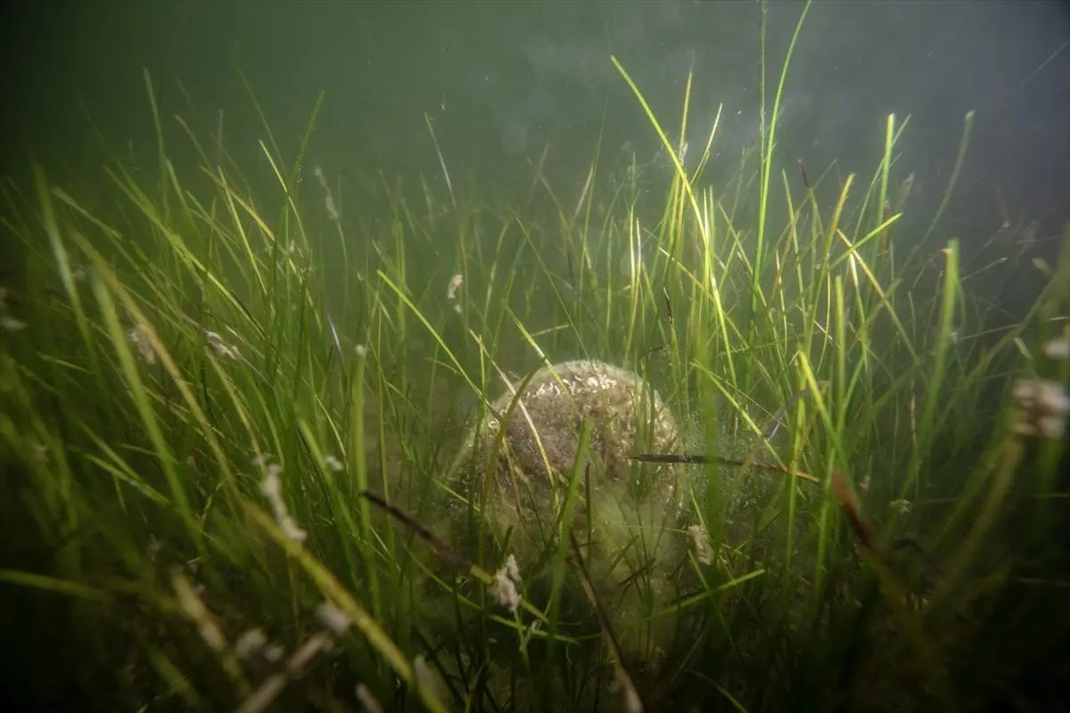 Borusan'dan Müsilaj Farkındalık Etkinliği