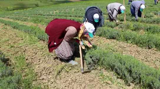 Kocaeli'de Tıbbi ve Aromatik Bitkiler Projesi Hasat Öncesi Bakım Aşamasında