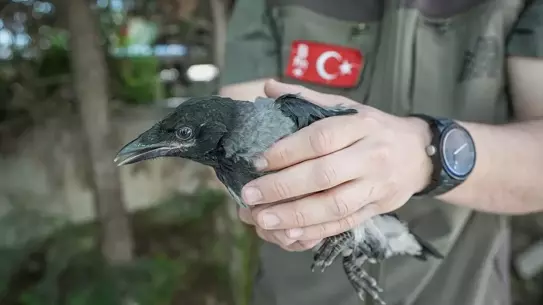 Yaralı Karga Bursa'da Tedavi Altına Alındı
