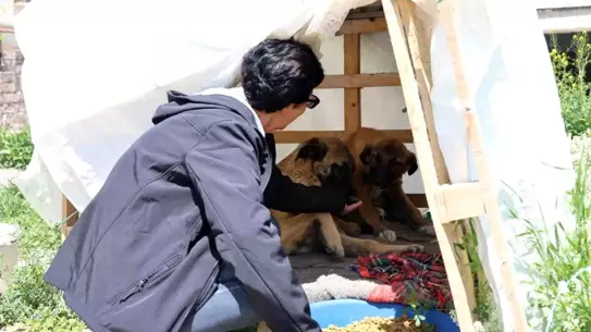 30 Yıldır Sokak Hayvanlarını Besliyor