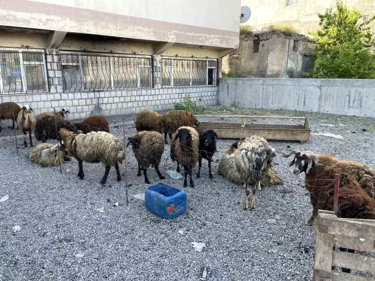 Kurban Pazarı Malazgirt'te Açıldı