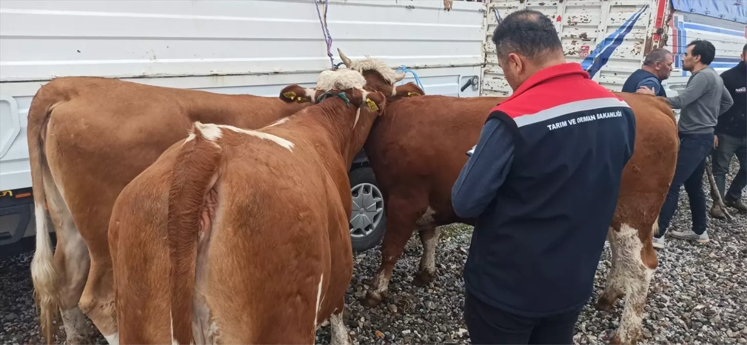 Tokat'ta Süt Sığırcılığı Projesi Töreni