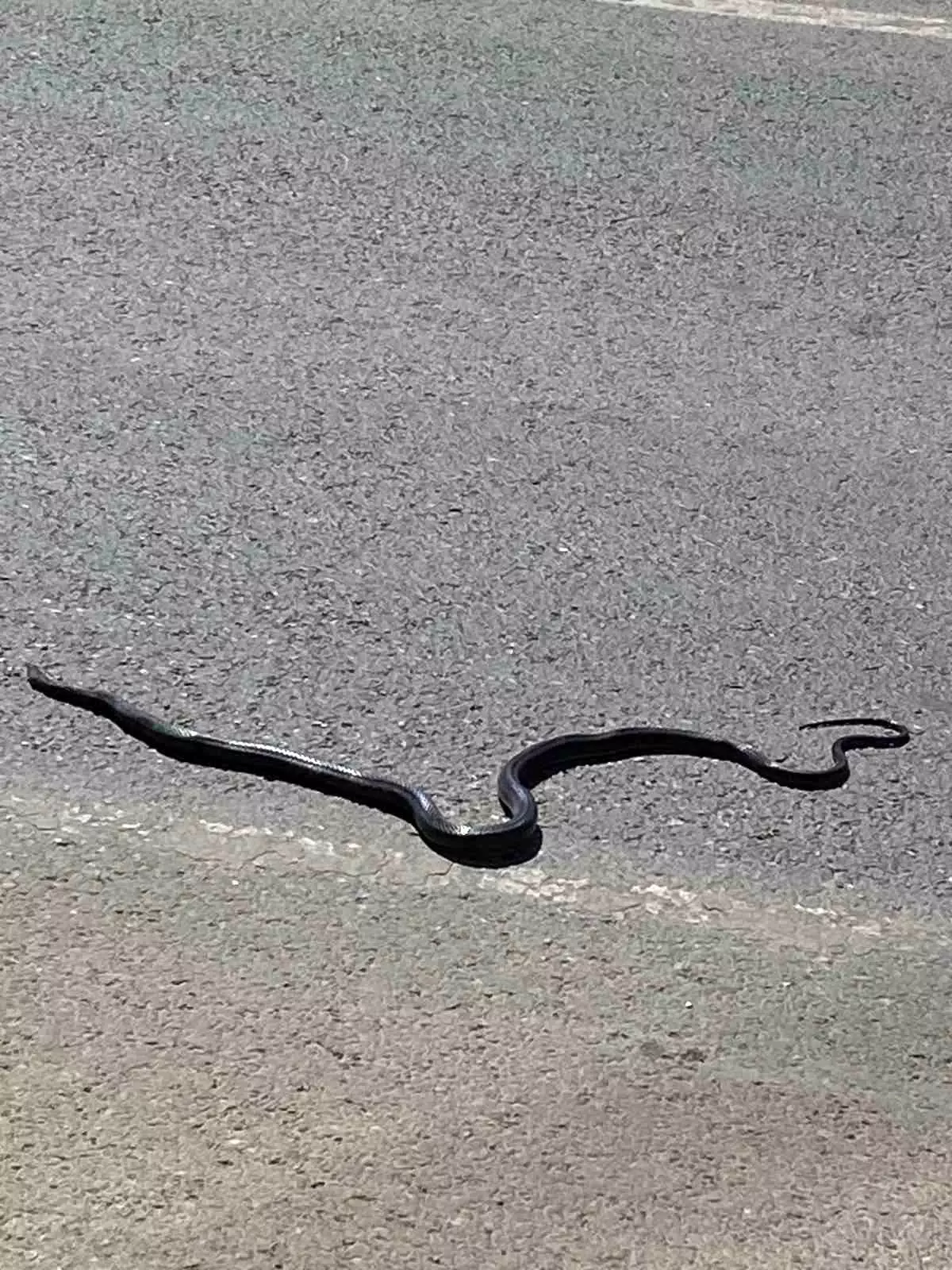 Adıyaman'da Karayılan Trafikte Telef Oldu