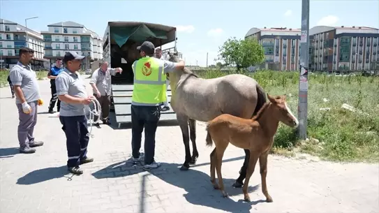 Kırklareli'de Başıboş Atlar Toplanıyor