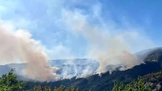 Karabük'te Orman Yangını Alanı Ağaçlandırılacak