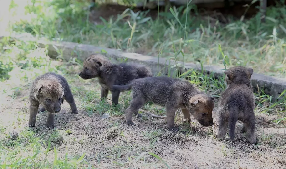 Muş'ta Kurt Yavruları Koruma Altına Alındı