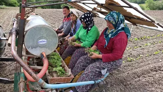 Bafra'da Tütün Dikimi Başladı