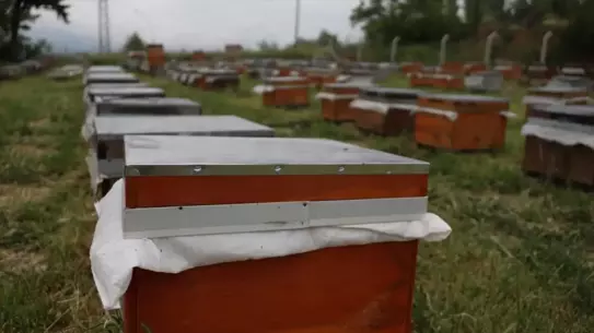 TOGÜ'den Eğitim İçin Arıcılık Projesi