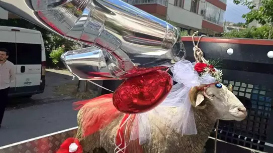 Beypazarı'nda Nişanlı Çiftlerde Koç Gönderme Geleneği