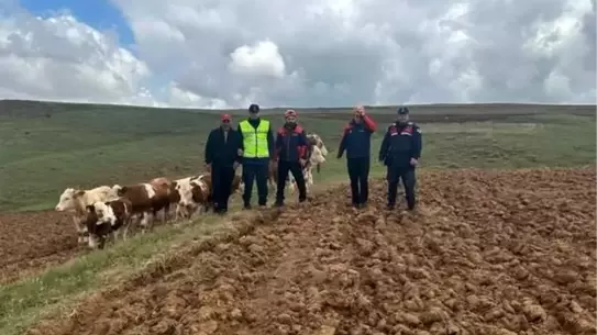 Sivas'ta Kaybolan Hayvanlar Bulundu