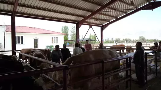 Erzincan'da Kurban Pazarı Renklendi