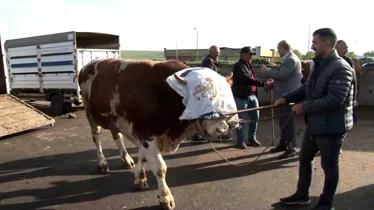 Kars'ta 'Rıfkı' Boğa 300 Bin TL'ye Satıldı