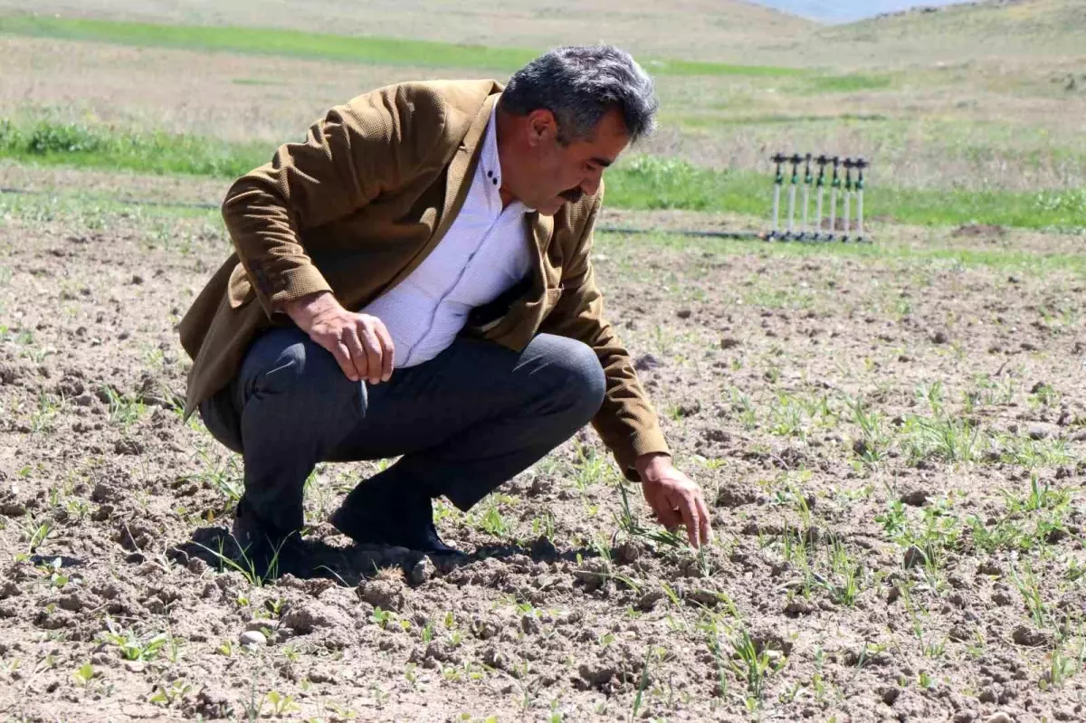 Diyadin'de Tarım Üretimi Artıyor