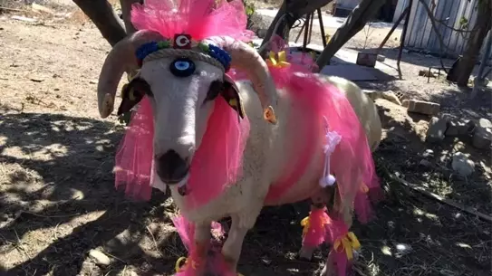 Bayburt'ta Gelin Koçu Geleneği