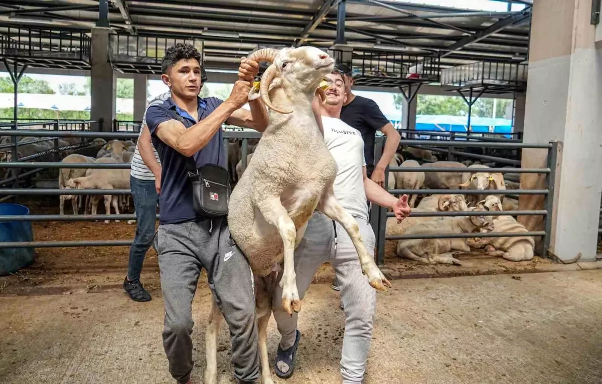 Bursa'da Dört Boynuzlu Koç Şaşkınlık Yarattı