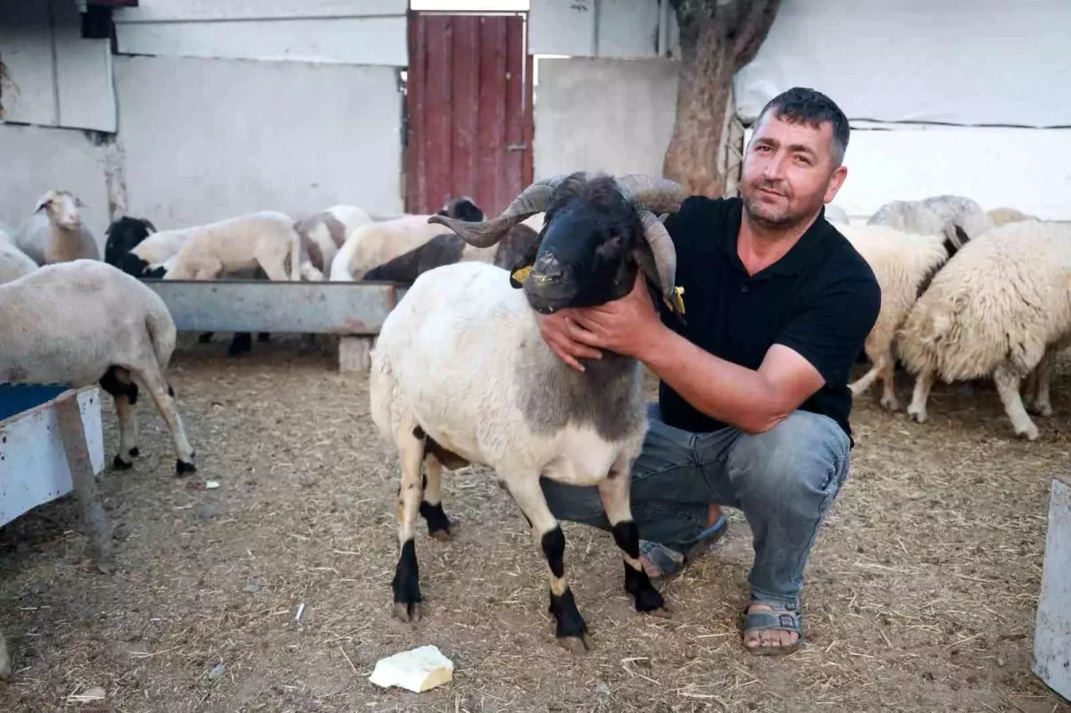 3 Boynuzlu Koç, Hatay'da İlgi Odağı Oldu