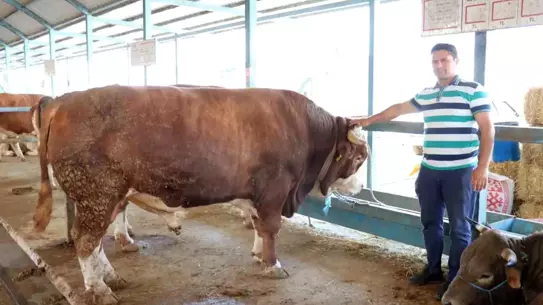 Denizli'de Kurban Pazarında En Büyük Tosun Satıldı