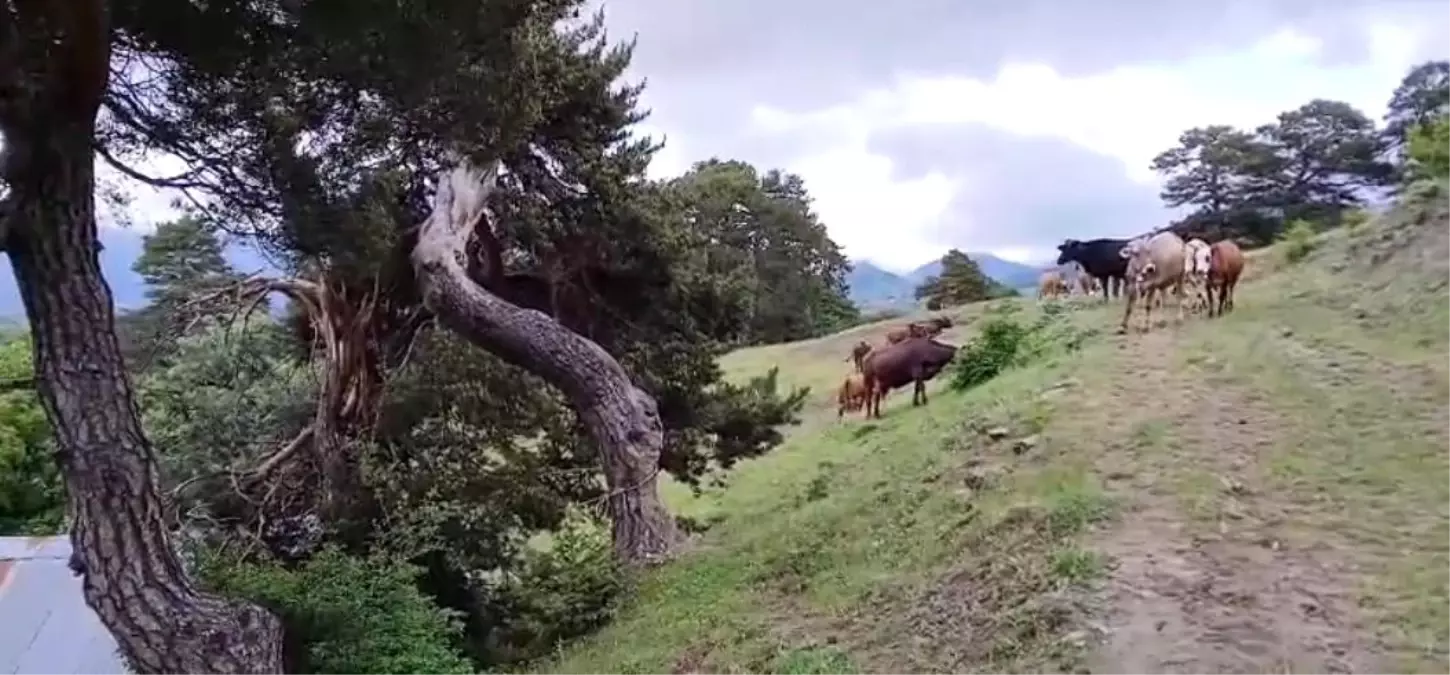 Yıldırım büyükbaşları kurtardı