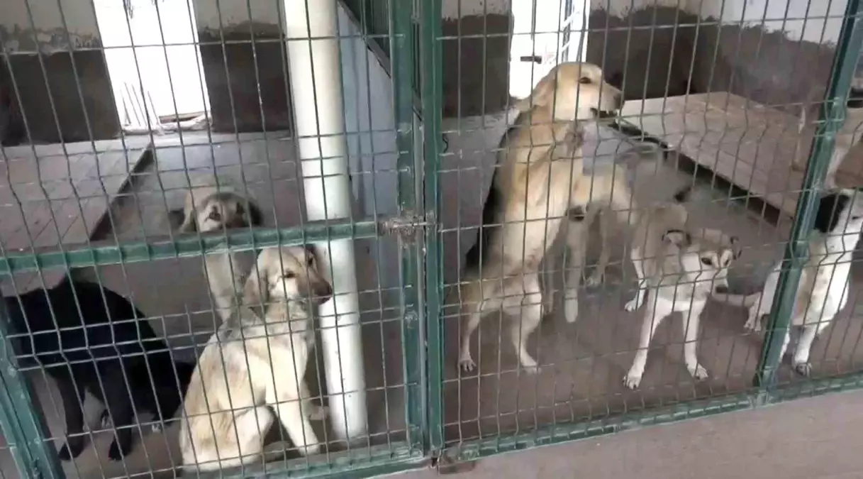 Türkiye'deki Sahipsiz Hayvan Sorunu: Barınak Açığı ve Kısırlaştırma Tartışmaları