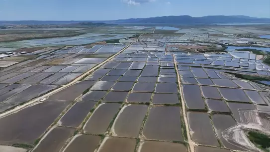 Edirne'de Çeltik Ekim Dönemi Sona Yaklaşıyor
