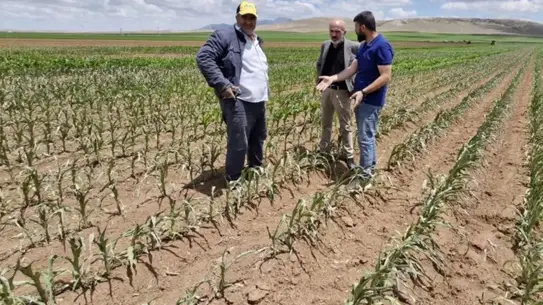 Dron ile Mısır Tarlasına Saldırı