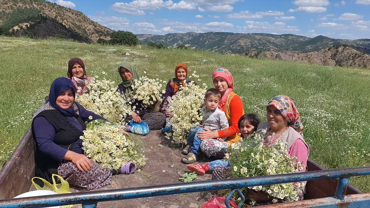 Demirci'de Kadınlar Papatya Hasadı Yapıyor