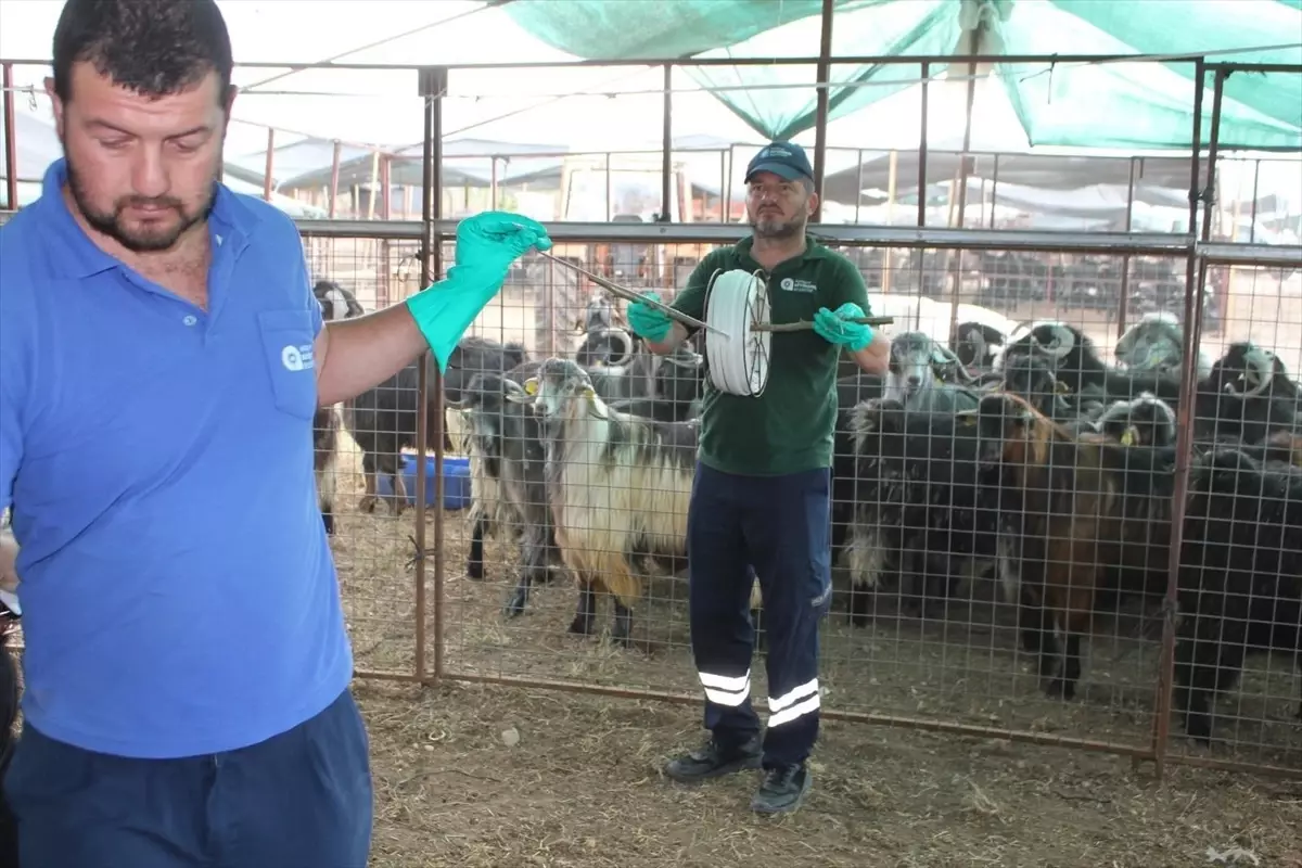 Kumluca'da Kurbanlık Satış Alanlarında İlaçlama