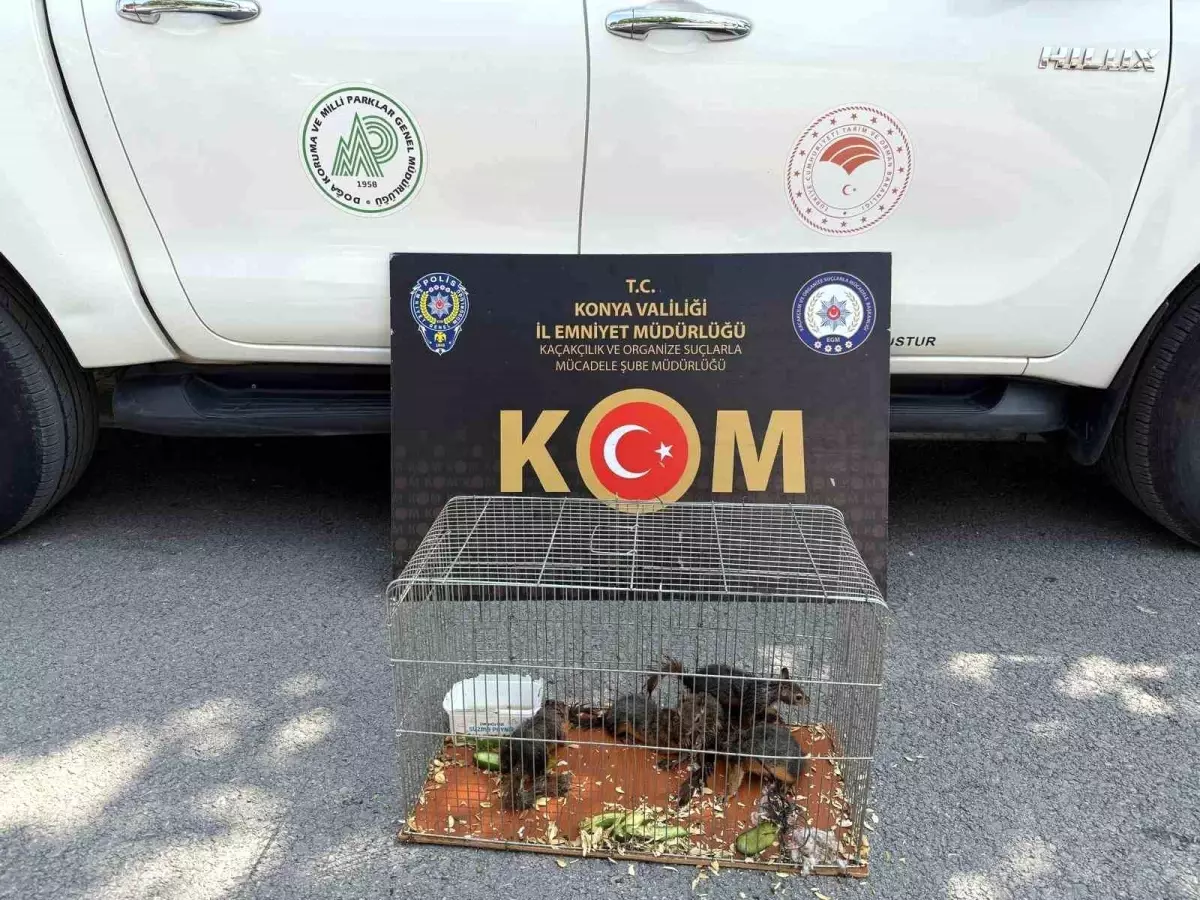 Konya'da Sincap Kaçakçılığına Operasyon