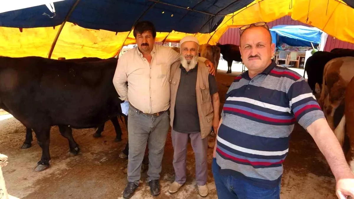 Samsun'da Kurbanlık Satışları İyi Geçti