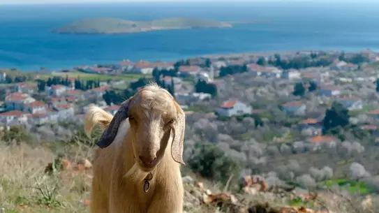 Datça'da Mavi Dil Hastalığı Karantinası Kaldırıldı