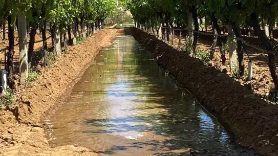 Sarıgöl'de Üzüm Bağlarında Sulama Dönemi