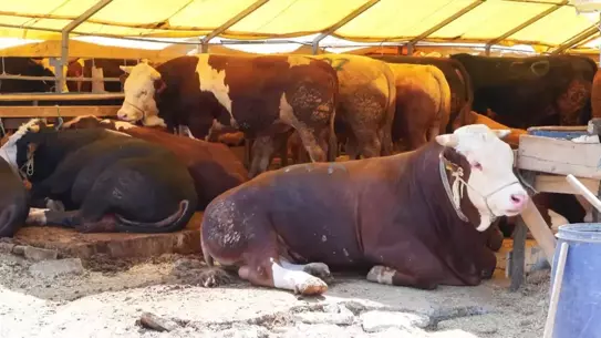 Kurban Bayramı'na İki Gün Kala İstanbul'da Hareketlilik