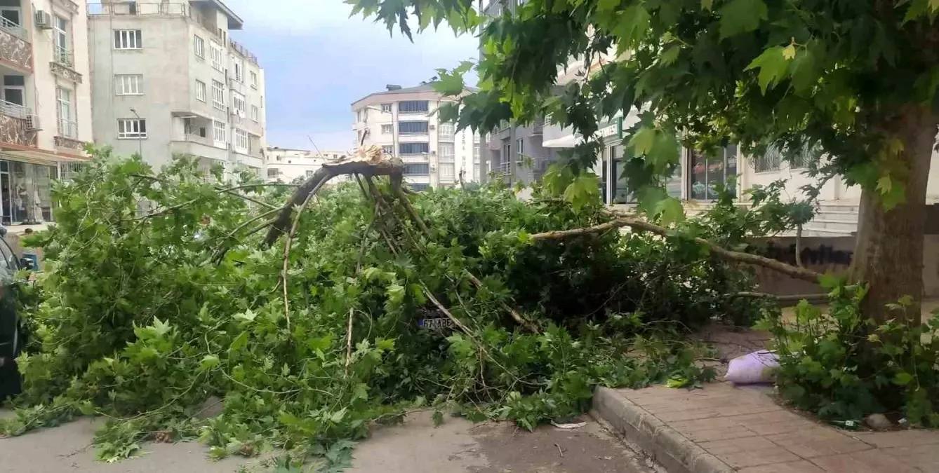 Batman'da Rüzgar Ağaç Devrildi, Araç Hasar Gördü