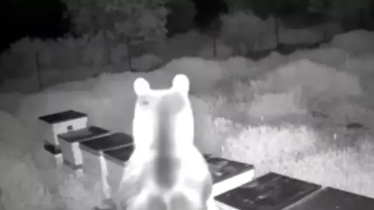 Yığılca'da Ayıların Bal Seferi