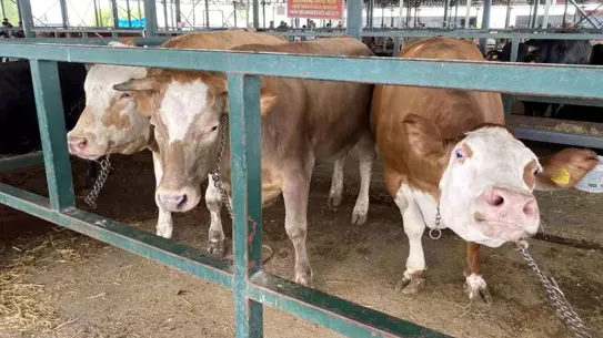 Eskişehir Kurban Pazarı'nda 750 Kilo Ağırlığında 3 Düve İlgi Odağı Oldu