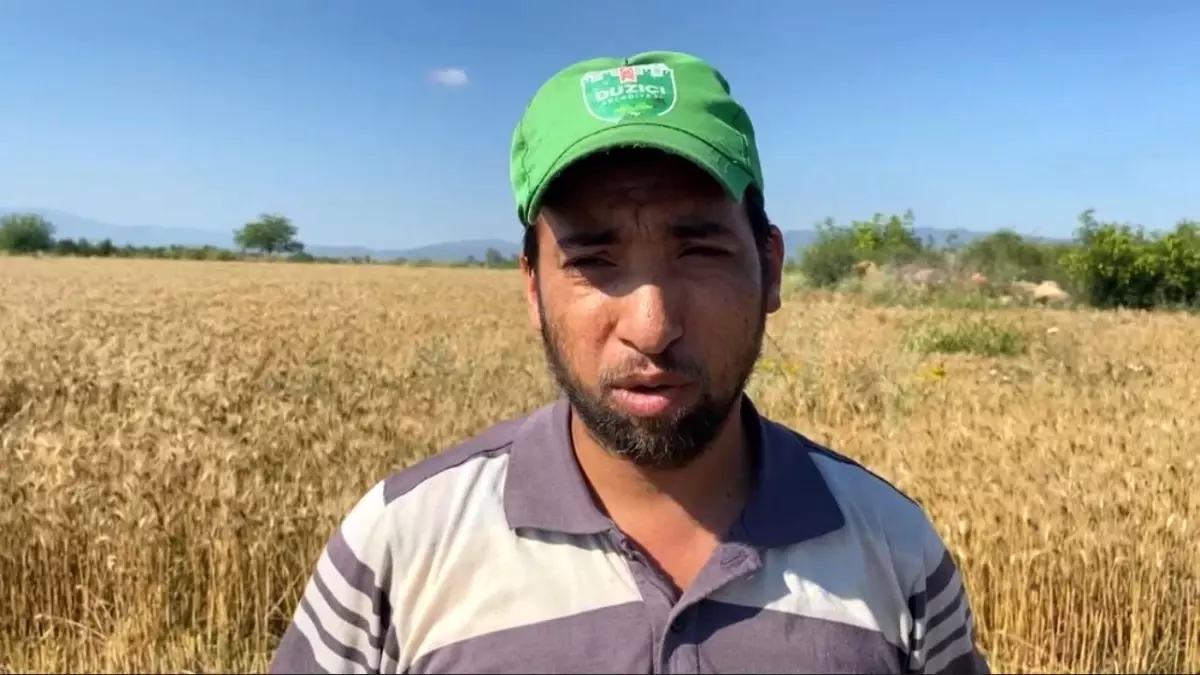 Osmaniye'de Buğday Hasadı Geç Başladı