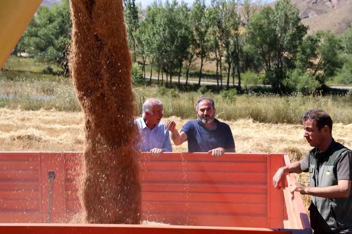 Sivaslı Çiftçilere Hububat Fiyatında Müjdeli Artış