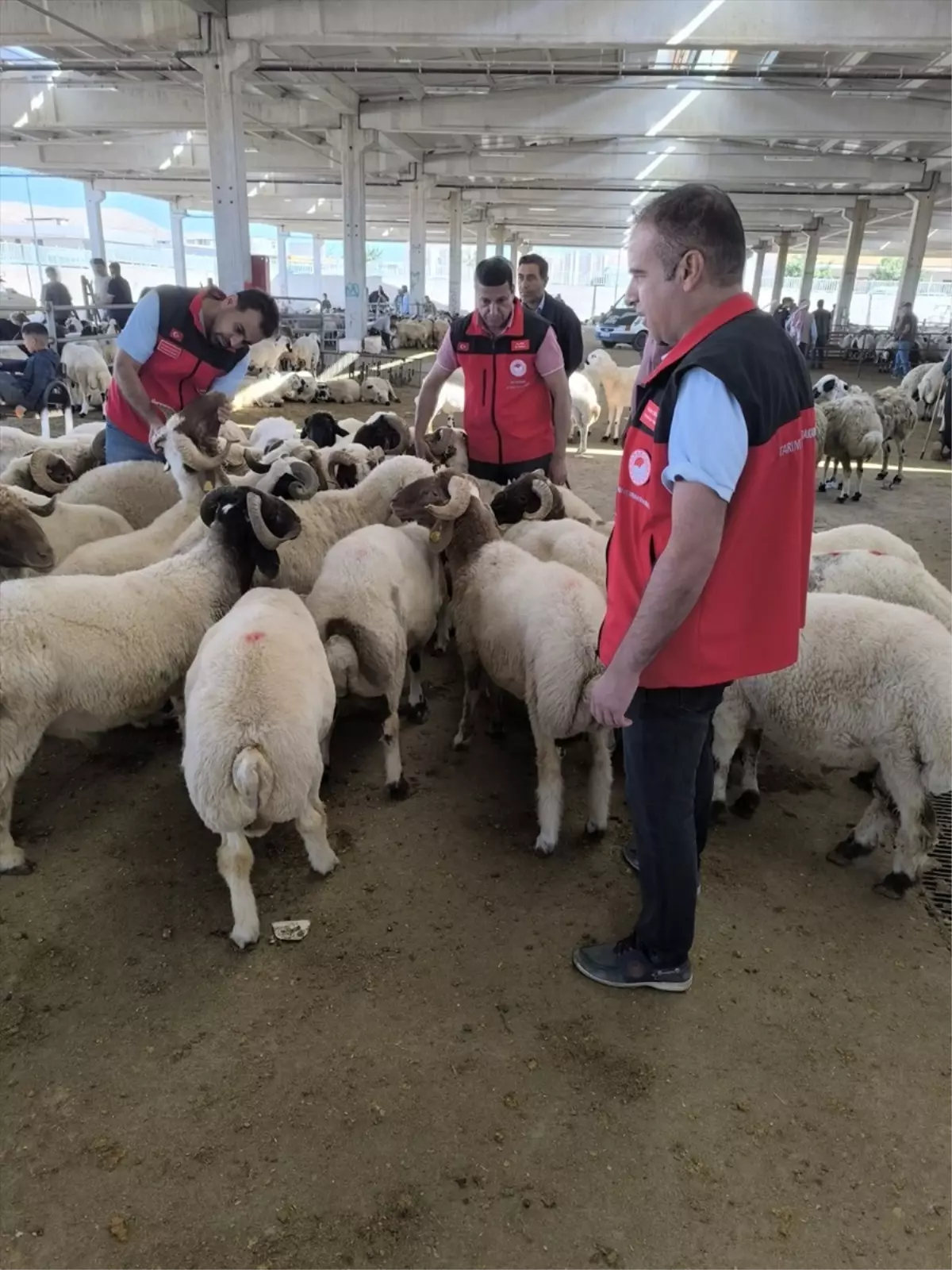 Kurban Bayramı'nda Hayvan Pazarı Denetimi