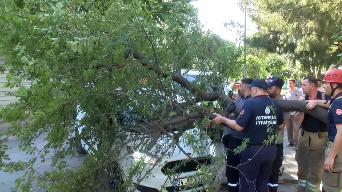 Kadıköy'de Ağaç Aracın Üzerine Devrildi